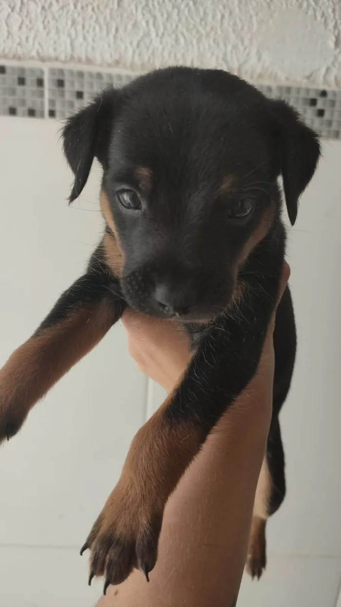 Cachorro ra a Viralata  idade Abaixo de 2 meses nome Pretinho 