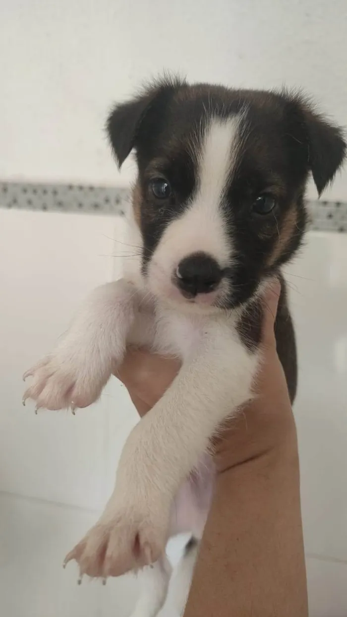 Cachorro ra a  idade Abaixo de 2 meses nome Vakinha 