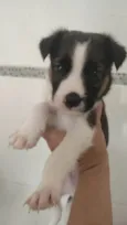 Vakinha
