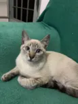 Gatinhos