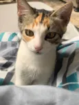 Gatinhos