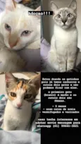 Gatinhos