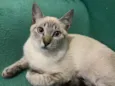 Gatinhos