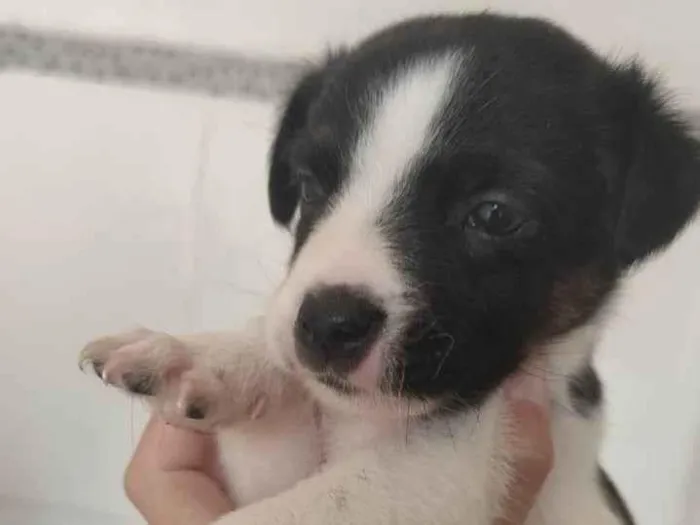 Cachorro ra a Viralata  idade Abaixo de 2 meses nome Vakinha