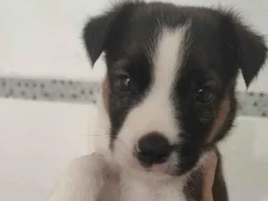 Cachorro raça  idade Abaixo de 2 meses nome Vakinha 