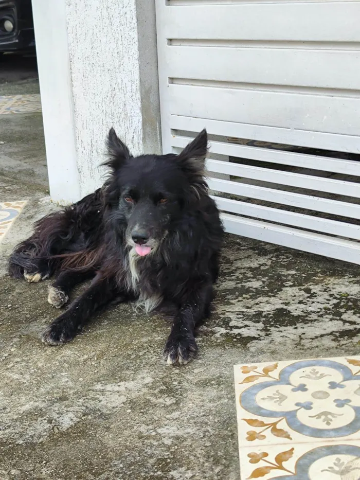 Cachorro ra a SRD-ViraLata idade 6 ou mais anos nome Sem Nome