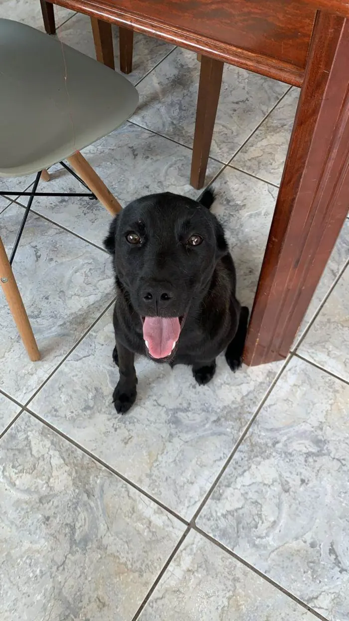Cachorro ra a SRD-ViraLata idade 1 ano nome Lola