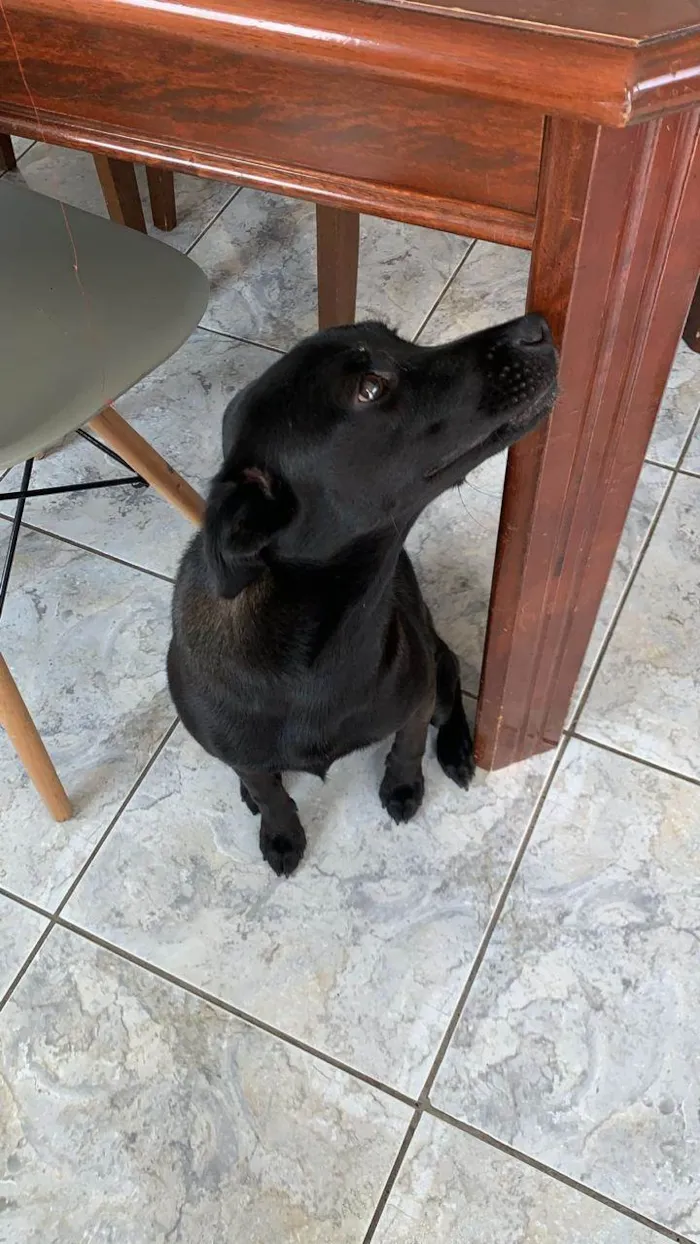 Cachorro ra a SRD-ViraLata idade 1 ano nome Lola