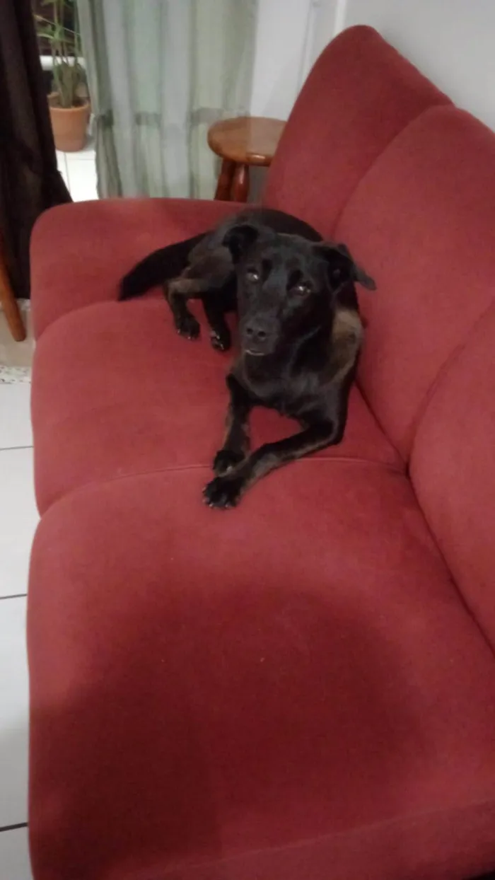 Cachorro ra a SRD-ViraLata idade 1 ano nome Lola