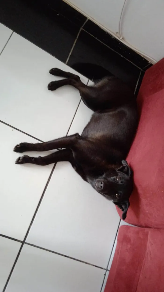 Cachorro ra a SRD-ViraLata idade 1 ano nome Lola