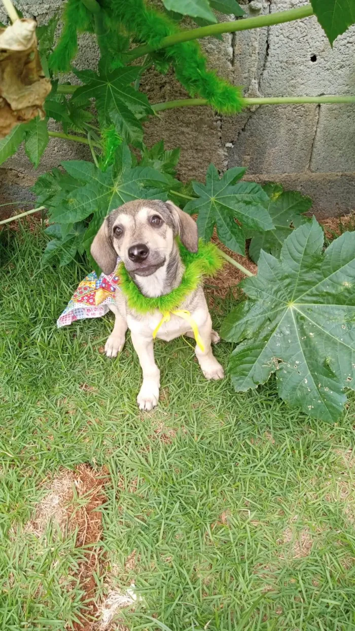 Cachorro ra a SRD-ViraLata idade 2 a 6 meses nome Jujuba 
