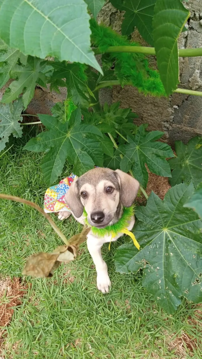 Cachorro ra a SRD-ViraLata idade 2 a 6 meses nome Jujuba 