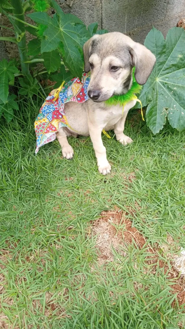 Cachorro ra a SRD-ViraLata idade 2 a 6 meses nome Jujuba 