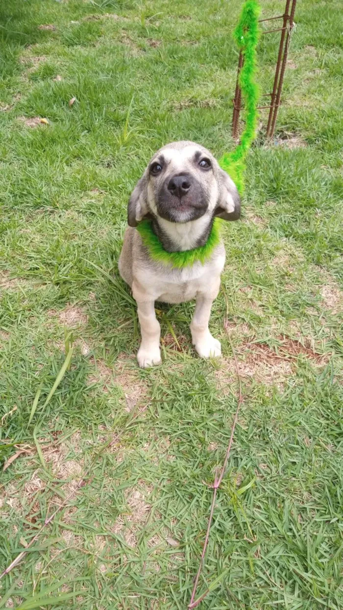 Cachorro ra a SRD-ViraLata idade 2 a 6 meses nome Juninho
