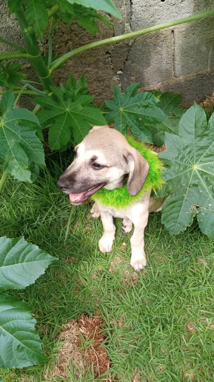 Cachorro ra a SRD-ViraLata idade 2 a 6 meses nome Juninho