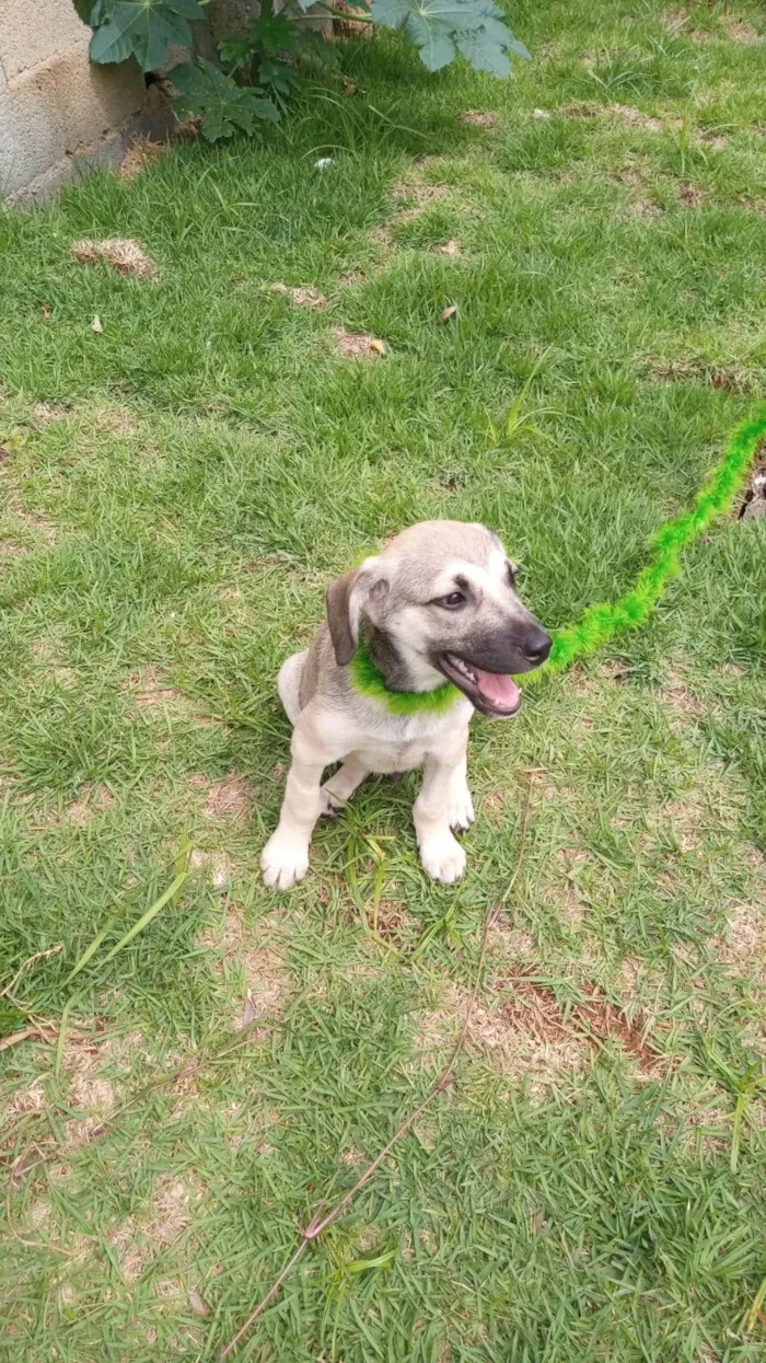 Cachorro ra a SRD-ViraLata idade 2 a 6 meses nome Juninho