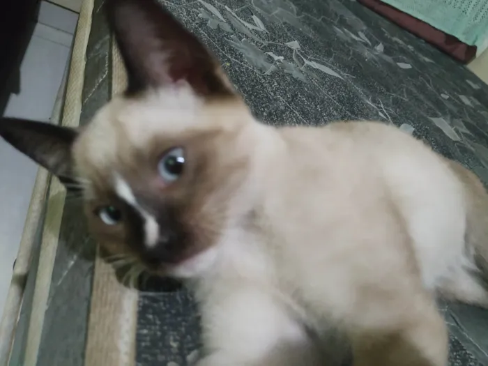 Gato ra a Não identificado  idade 2 a 6 meses nome Sem Nome 