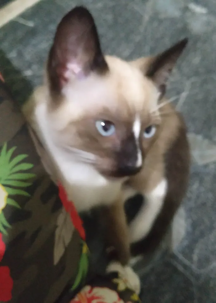 Gato ra a Não identificado  idade 2 a 6 meses nome Sem Nome 