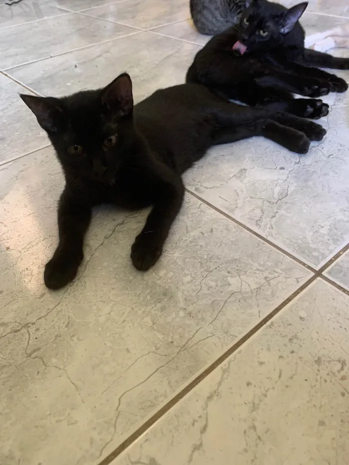 Cachorro ra a SRD-ViraLata idade 2 a 6 meses nome Juninho