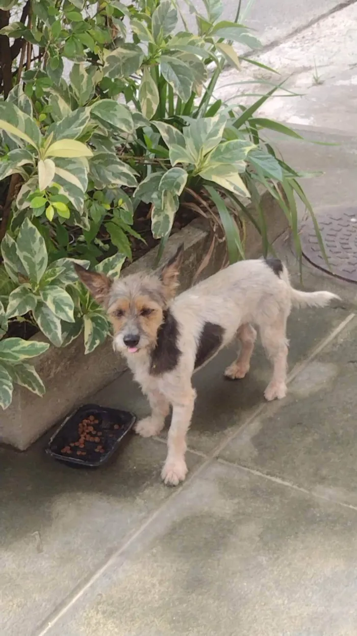Cachorro ra a SRD-ViraLata idade 2 a 6 meses nome Juninho