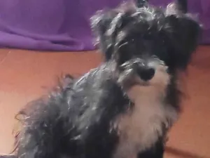 Cachorro raça SRD-ViraLata idade 7 a 11 meses nome Luke 