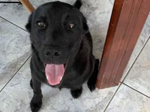 Cachorro raça SRD-ViraLata idade 1 ano nome Lola