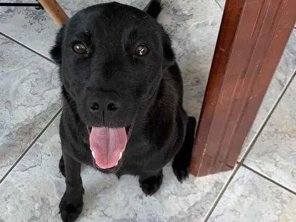 Cachorro ra a SRD-ViraLata idade 1 ano nome Lola