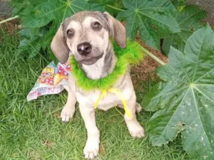 Cachorro raça SRD-ViraLata idade 2 a 6 meses nome Jujuba 