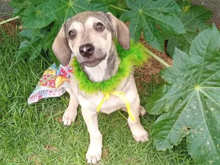 Cachorro ra a SRD-ViraLata idade 2 a 6 meses nome Jujuba 