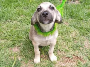 Cachorro raça SRD-ViraLata idade 2 a 6 meses nome Juninho