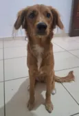 Belinha