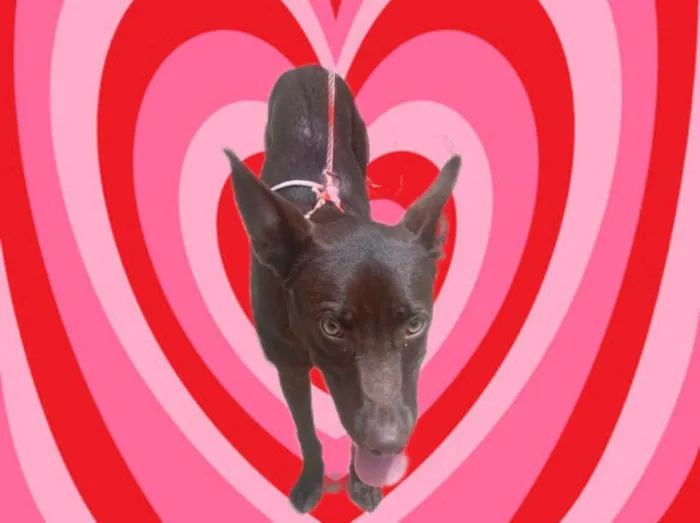 Cachorro ra a SRD-ViraLata idade 2 a 6 meses nome Mel 6meses linda 