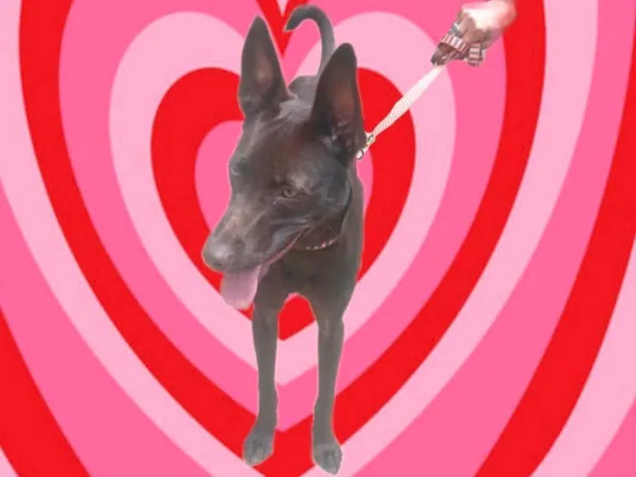 Cachorro ra a SRD-ViraLata idade 2 a 6 meses nome Mel 6meses linda 