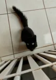 Jujuba 