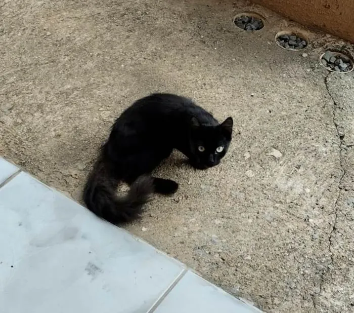 Cachorro ra a SRD-ViraLata idade 2 a 6 meses nome Jujuba 