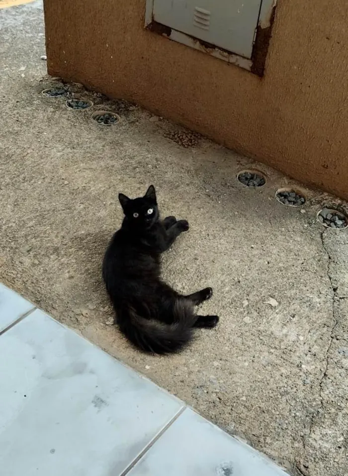 Cachorro ra a SRD-ViraLata idade 2 a 6 meses nome Jujuba 