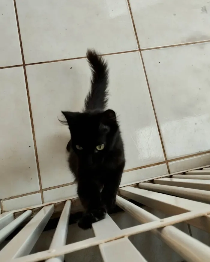 Cachorro ra a SRD-ViraLata idade 2 a 6 meses nome Jujuba 