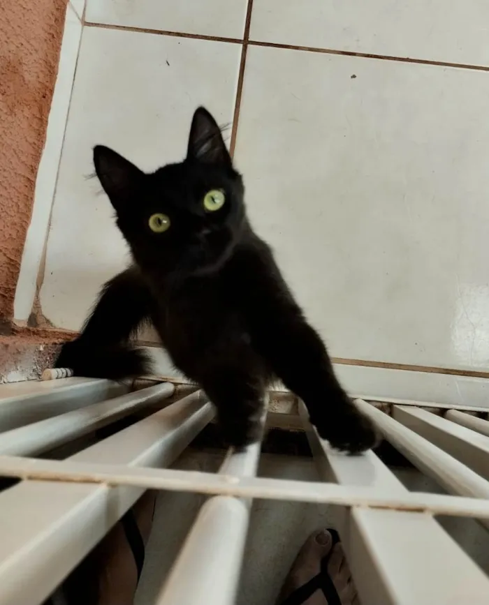 Cachorro ra a SRD-ViraLata idade 2 a 6 meses nome Jujuba 