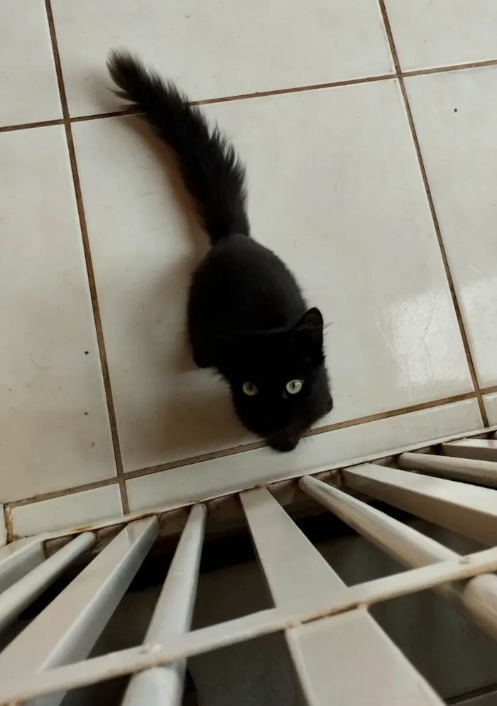 Gato ra a SRD-ViraLata idade 7 a 11 meses nome Gatinho Preto