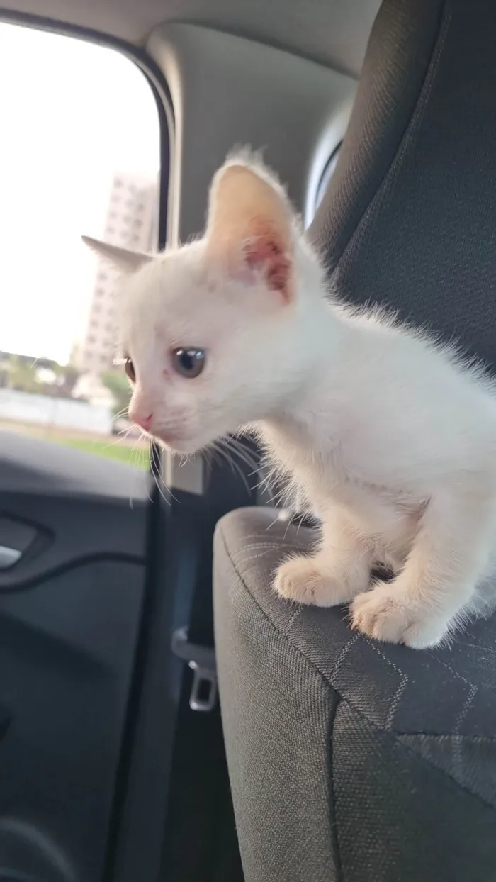 Gato ra a SRD-ViraLata idade Abaixo de 2 meses nome Sabrina