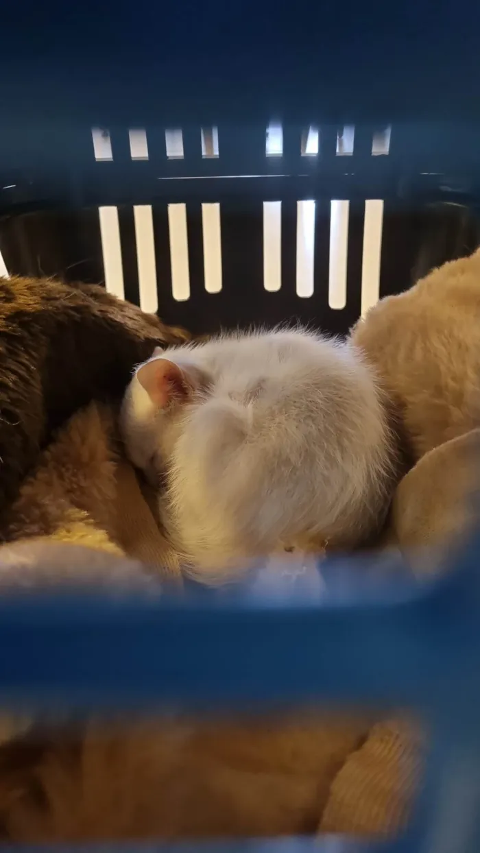 Gato ra a SRD-ViraLata idade Abaixo de 2 meses nome Sabrina