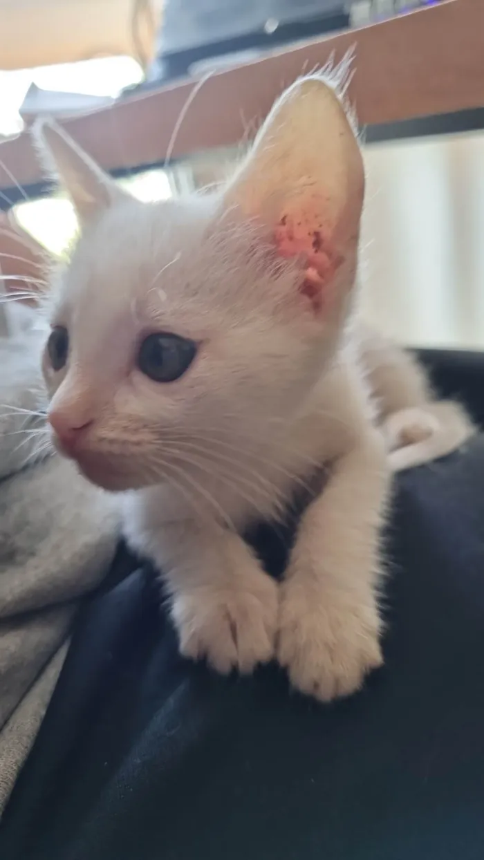 Gato ra a SRD-ViraLata idade Abaixo de 2 meses nome Sabrina