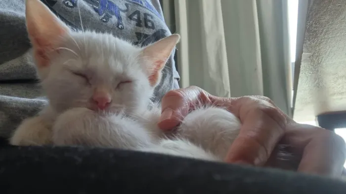 Gato ra a SRD-ViraLata idade Abaixo de 2 meses nome Sabrina