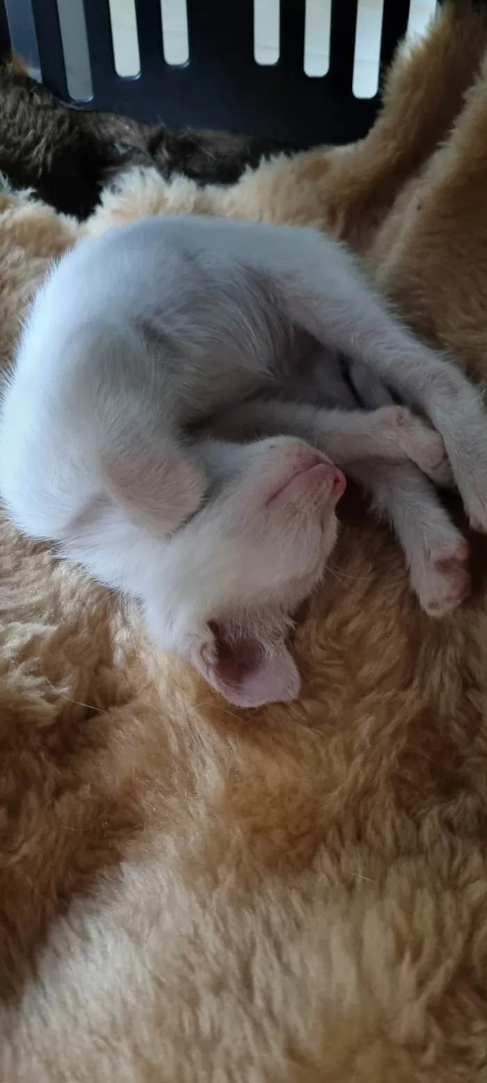 Gato ra a SRD-ViraLata idade Abaixo de 2 meses nome Sabrina