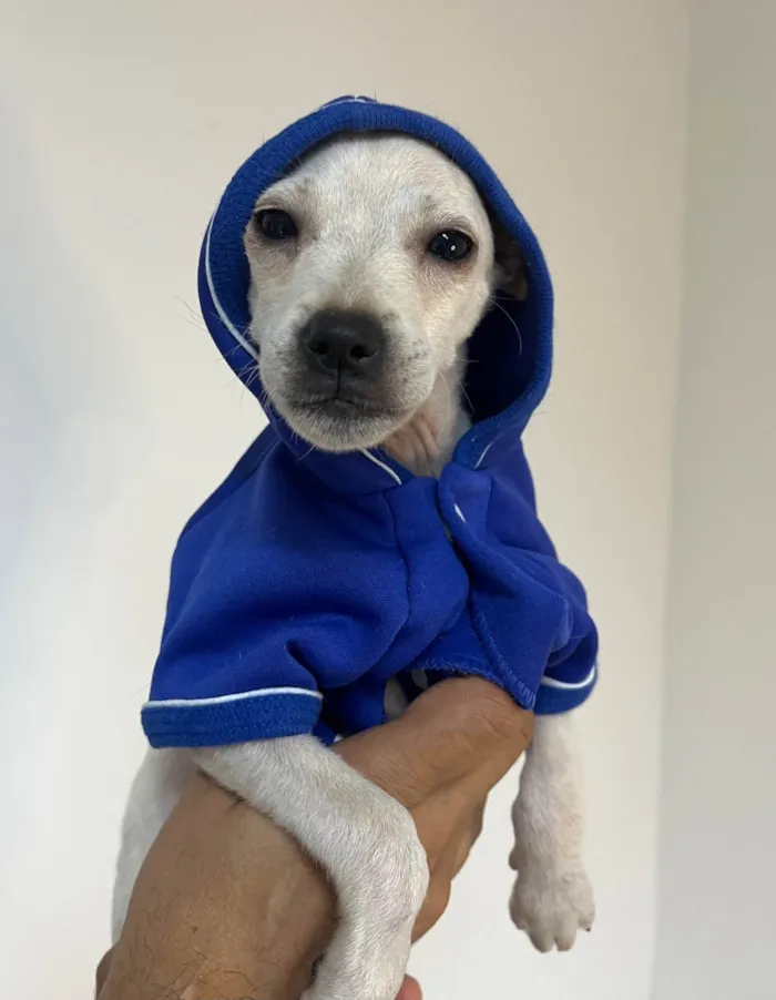 Cachorro ra a SRD-ViraLata idade 2 a 6 meses nome Banzé 