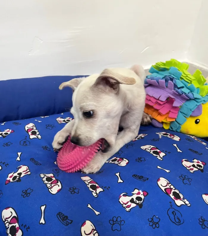 Cachorro ra a SRD-ViraLata idade 2 a 6 meses nome Banzé 
