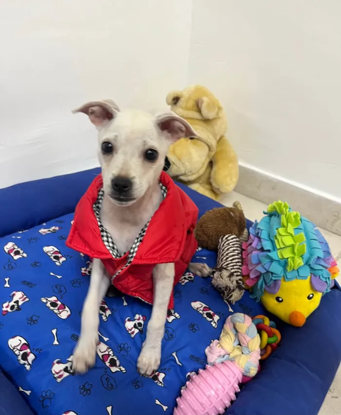Cachorro ra a SRD-ViraLata idade 2 a 6 meses nome Banzé 