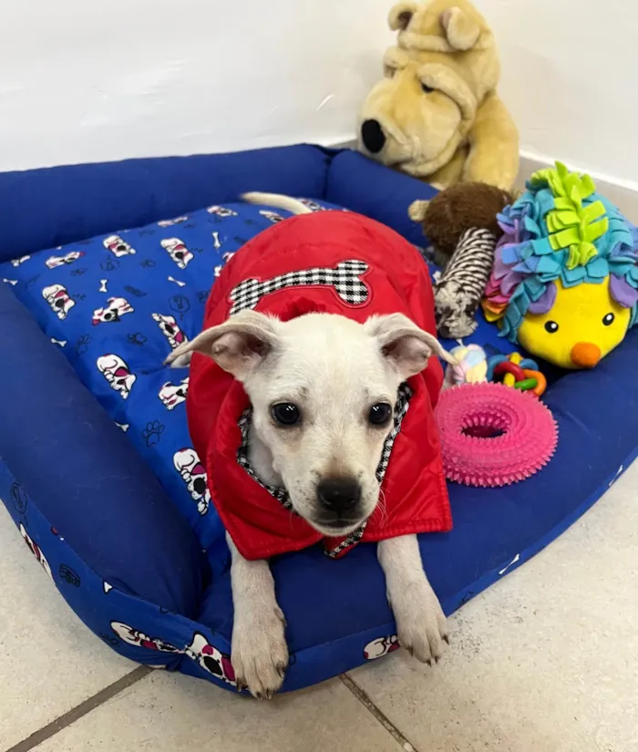Cachorro ra a SRD-ViraLata idade 2 a 6 meses nome Banzé 