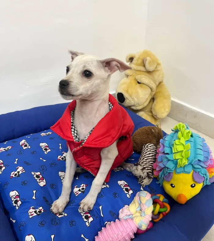Cachorro ra a SRD-ViraLata idade 2 a 6 meses nome Banzé 