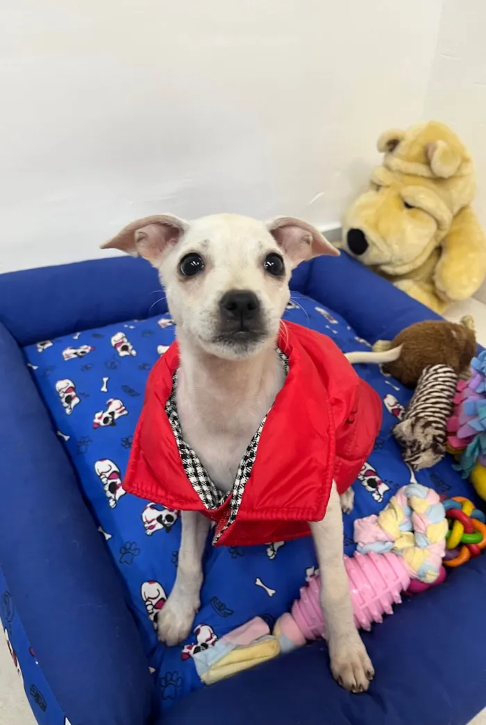 Cachorro ra a SRD-ViraLata idade 2 a 6 meses nome Banzé 